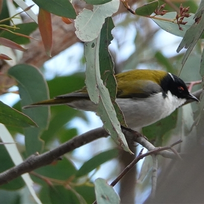 Melithreptus lunatus (White-naped Honeyeater) at Hall, ACT - 11 Sep 2025 by Anna123