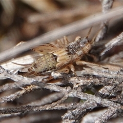Grylloidea (superfamily) (Unidentified cricket) at Hall, ACT - 11 Sep 2025 by Anna123