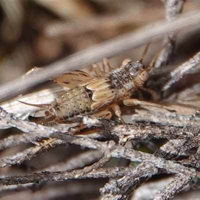 Grylloidea (superfamily) (Unidentified cricket) at Hall, ACT - 11 Sep 2025 by Anna123