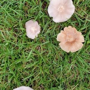 Unverified Cap on a stem; gills below cap [mushrooms or mushroom-like] by MazzV