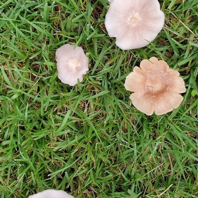 Unverified Cap on a stem; gills below cap [mushrooms or mushroom-like] at  - suppressed by MazzV