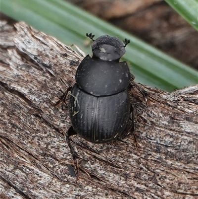 Onthophagus fuliginosus (Sooty dung beetle) at Hall, ACT - 11 Sep 2025 by Anna123