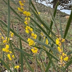 Acacia dawsonii (Dawson's Wattle) at Environa, NSW - 11 Sep 2025 by Wandiyali