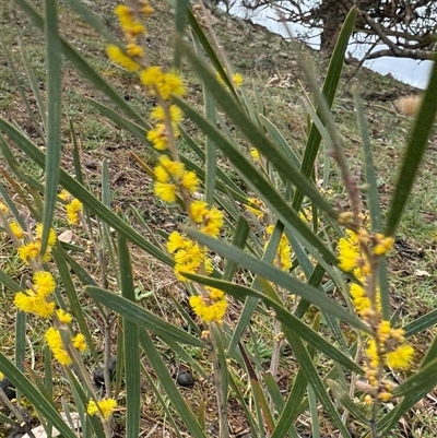 Acacia dawsonii (Dawson's Wattle) at Environa, NSW - 11 Sep 2025 by Wandiyali