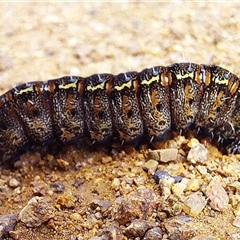 Apina callisto (Pasture Day Moth) at Whitlam, ACT - 11 Sep 2025 by Numbat
