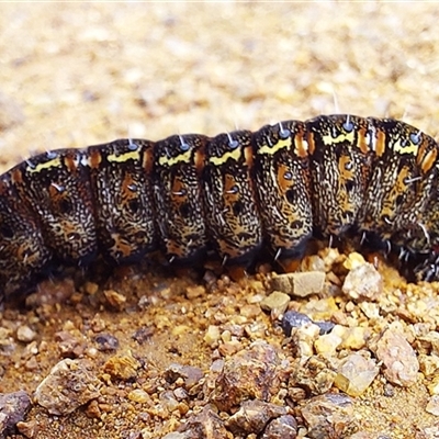 Apina callisto (Pasture Day Moth) at Whitlam, ACT - 11 Sep 2025 by Numbat