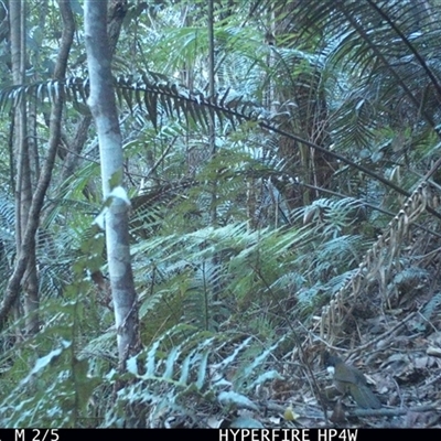 Psophodes olivaceus (Eastern Whipbird) at Lorne, NSW - 29 Aug 2025 by Butlinz