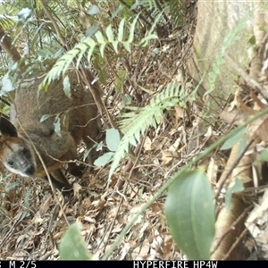 Wallabia bicolor (Swamp Wallaby) at Lorne, NSW - 1 Sep 2025 by Butlinz