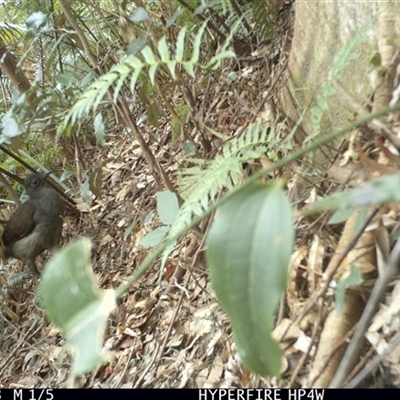 Menura novaehollandiae (Superb Lyrebird) at Lorne, NSW - 1 Sep 2025 by Butlinz