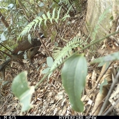 Menura novaehollandiae at Lorne, NSW - 1 Sep 2025 11:09 AM