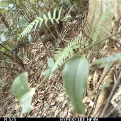 Menura novaehollandiae at Lorne, NSW - 1 Sep 2025 11:09 AM