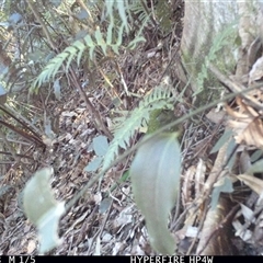 Ailuroedus crassirostris (Green Catbird) at Lorne, NSW - 7 Sep 2025 by Butlinz