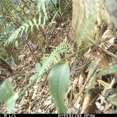 Sericornis frontalis (White-browed Scrubwren) at Lorne, NSW - 9 Sep 2025 by Butlinz