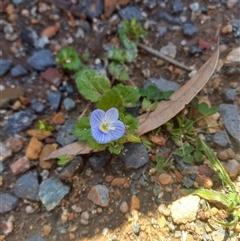 Veronica persica (Creeping Speedwell) at Carwoola, NSW - 12 Sep 2025 by Liam.m