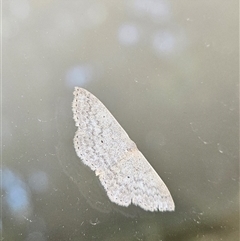 Scopula optivata (Varied Wave) at Palmerston, ACT - 12 Sep 2025 by Noddap