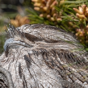 Podargus strigoides (Tawny Frogmouth) at Symonston, ACT - 12 Sep 2025 by rawshorty