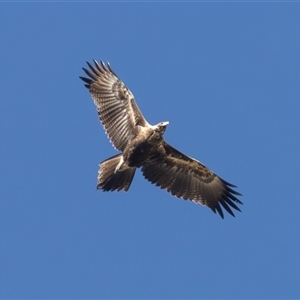 Aquila audax (Wedge-tailed Eagle) at Symonston, ACT - 12 Sep 2025 by rawshorty