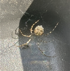 Cryptachaea gigantipes (White porch spider) at Canyonleigh, NSW - 12 Sep 2025 by blacksheep