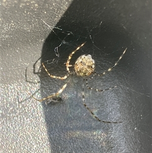 Cryptachaea gigantipes (White porch spider) at Canyonleigh, NSW - 12 Sep 2025 by blacksheep