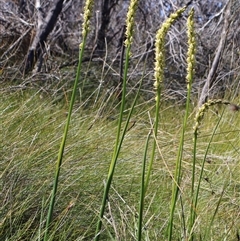 Prasophyllum elatum (Tall Leek Orchid) at Ulladulla, NSW - 12 Sep 2025 by Clarel