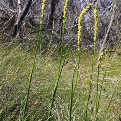 Prasophyllum elatum (Tall Leek Orchid) at Ulladulla, NSW - 12 Sep 2025 by Clarel