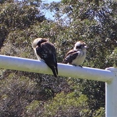 Dacelo novaeguineae (Laughing Kookaburra) at Ulladulla, NSW - 12 Sep 2025 by Clarel