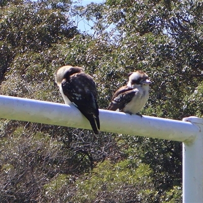 Dacelo novaeguineae (Laughing Kookaburra) at Ulladulla, NSW - 12 Sep 2025 by Clarel