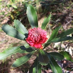 Telopea speciosissima (NSW Waratah) at Ulladulla, NSW - 12 Sep 2025 by Clarel