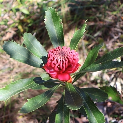 Telopea speciosissima (NSW Waratah) at Ulladulla, NSW - 12 Sep 2025 by Clarel