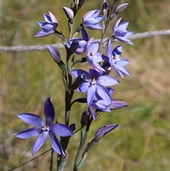Thelymitra ixioides (Dotted Sun Orchid) at Ulladulla, NSW - 12 Sep 2025 by Clarel