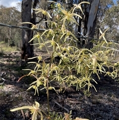 Clematis leptophylla (Small-leaf Clematis, Old Man's Beard) at Cook, ACT - 11 Sep 2025 by Jennybach