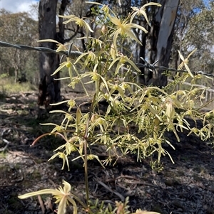 Clematis leptophylla (Small-leaf Clematis, Old Man's Beard) at Cook, ACT - 11 Sep 2025 by Jennybach
