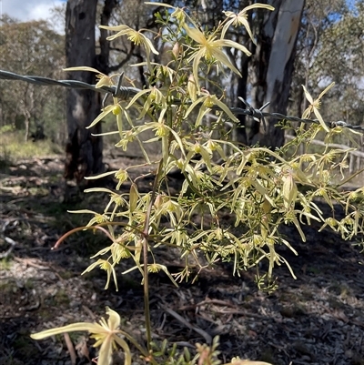 Clematis leptophylla (Small-leaf Clematis, Old Man's Beard) at Cook, ACT - 11 Sep 2025 by Jennybach