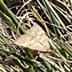 Scopula rubraria (Reddish Wave, Plantain Moth) at Latham, ACT - 12 Sep 2025 by Jennybach