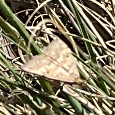Scopula rubraria (Reddish Wave, Plantain Moth) at Latham, ACT - 12 Sep 2025 by Jennybach