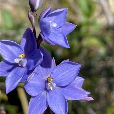Thelymitra ixioides (Dotted Sun Orchid) at Ulladulla, NSW - 12 Sep 2025 by Clarel