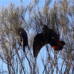 Calyptorhynchus lathami lathami (Glossy Black-Cockatoo) at Ulladulla, NSW - 12 Sep 2025 by Clarel