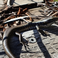 Eulamprus quoyii (Eastern Water Skink) at Ulladulla, NSW - 12 Sep 2025 by Clarel