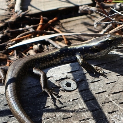 Eulamprus quoyii (Eastern Water Skink) at Ulladulla, NSW - 12 Sep 2025 by Clarel