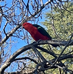Alisterus scapularis (Australian King-Parrot) at Braddon, ACT - 9 Sep 2025 by Clarel