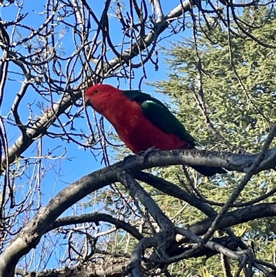 Alisterus scapularis (Australian King-Parrot) at Braddon, ACT - 9 Sep 2025 by Clarel
