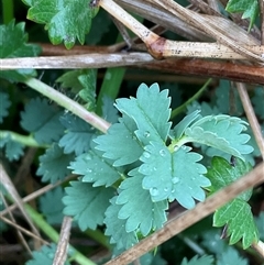 Sanguisorba minor (Salad Burnet, Sheep's Burnet) at Dunlop, ACT - 10 Sep 2025 by Jennybach