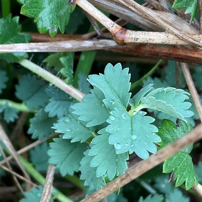 Sanguisorba minor (Salad Burnet, Sheep's Burnet) at Dunlop, ACT - 10 Sep 2025 by Jennybach
