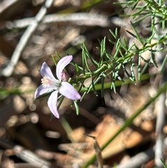 Philotheca salsolifolia subsp. salsolifolia (Philotheca) by LisaH