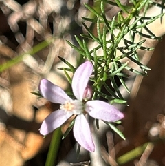 Philotheca salsolifolia subsp. salsolifolia at Moruya, NSW - suppressed