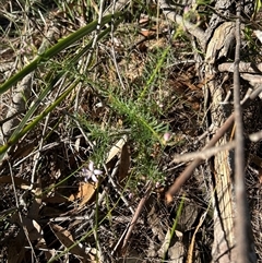 Philotheca salsolifolia subsp. salsolifolia at Moruya, NSW - suppressed