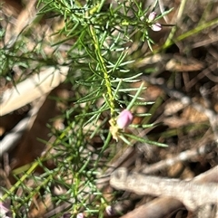 Philotheca salsolifolia subsp. salsolifolia at Moruya, NSW - suppressed