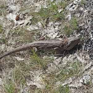 Pogona barbata (Eastern Bearded Dragon) at Holt, ACT - 12 Sep 2025 by wombey