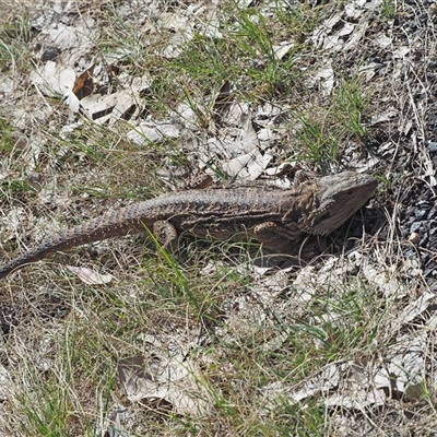 Pogona barbata (Eastern Bearded Dragon) at Holt, ACT - 12 Sep 2025 by wombey