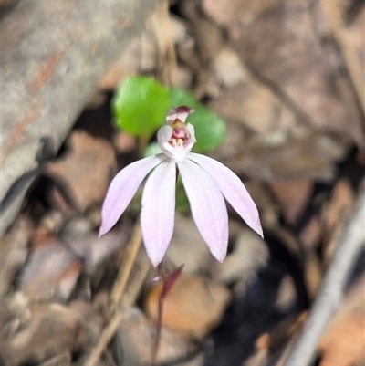 Caladenia fuscata (Dusky Fingers) at Acton, ACT - 12 Sep 2025 by HappyWanderer